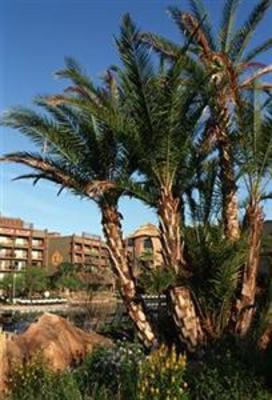 фото отеля Disney's Animal Kingdom Lodge