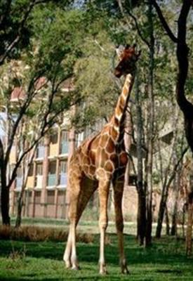 фото отеля Disney's Animal Kingdom Lodge