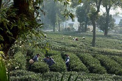 фото отеля Landison Longjing Resort