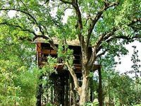 Tree House Hideaway