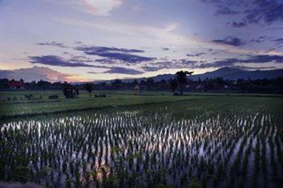 фото отеля Puri Bagus Lovina Hotel Bali