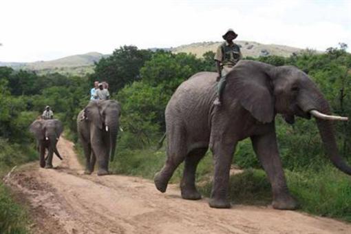 фото отеля Addo Elephant Back Safaris and Lodge
