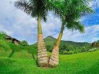 фото отеля Hotel Lomas Del Volcan La Fortuna