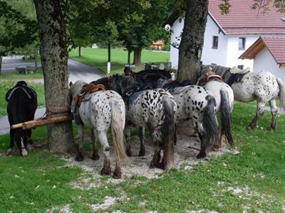 фото отеля Tigerhill Ranch