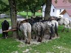 фото отеля Tigerhill Ranch