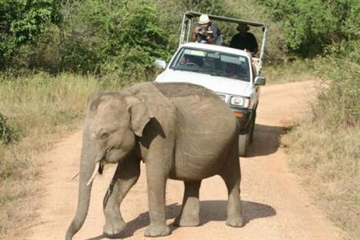 фото отеля Mahoora Tented Safari Camps