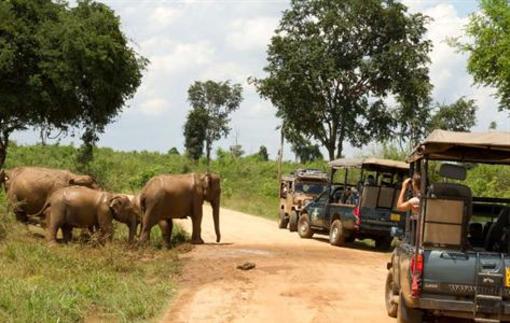 фото отеля Mahoora Tented Luxury Safari Camp - Udawalawe