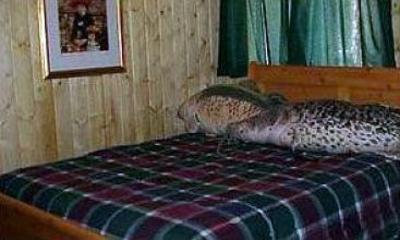 фото отеля Big Bear Frontier Cabins & Hotel