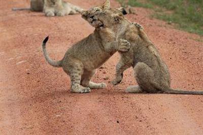 фото отеля Kololo Game Reserve