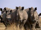 фото отеля Kololo Game Reserve