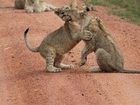 фото отеля Kololo Game Reserve