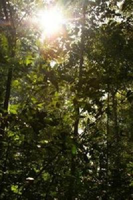 фото отеля Bobbys Apartment and Jungle Tours