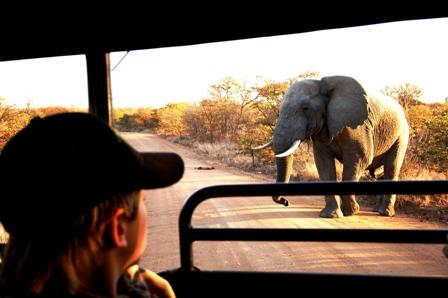фото отеля Sefapane Lodge and Safaris