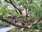 фото отеля Corbett International Resort