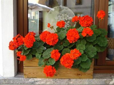 фото отеля Hotel Scarpone