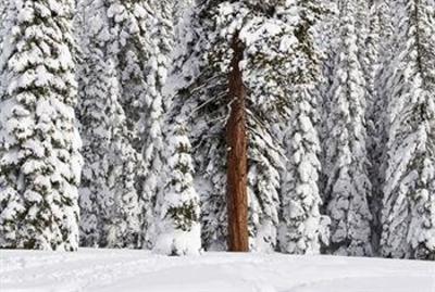 фото отеля BEST WESTERN PLUS Tree House