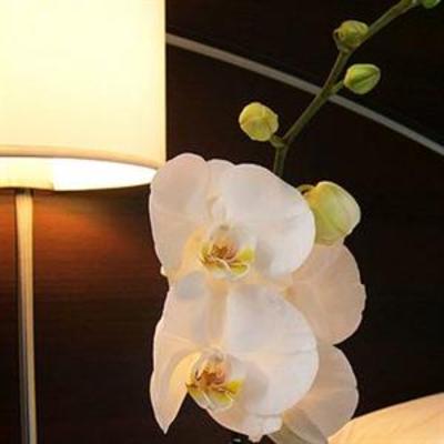 фото отеля Le Lorient Hotel