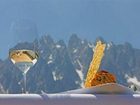 фото отеля Orso Grigio Hotel San Candido