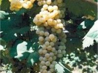Ravaglia Grande