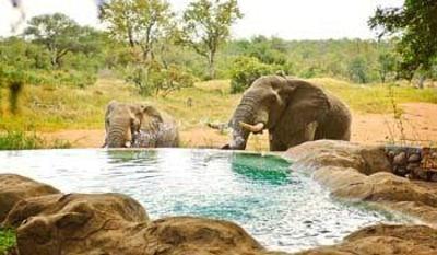 фото отеля Motswari Private Game Reserve