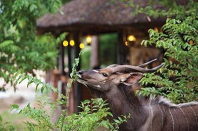 фото отеля Motswari Private Game Reserve