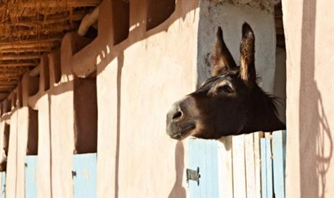 фото отеля Les Terres Mbarka Hotel Marrakech