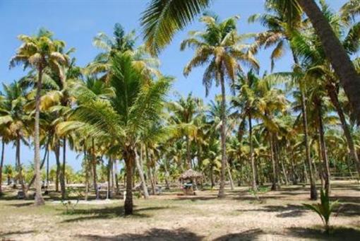 фото отеля Marari Fishermen Village Beach Resort