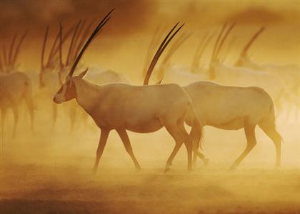 фото отеля Desert Islands Resort & Spa by Anantara
