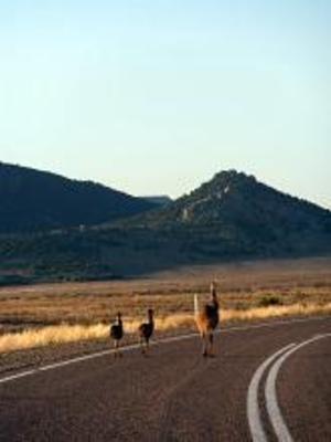 фото отеля Wilpena Pound Resort Flinders Ranges