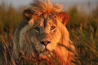 фото отеля Gondwana Game Reserve