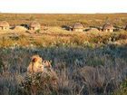 фото отеля Gondwana Game Reserve