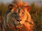фото отеля Gondwana Game Reserve