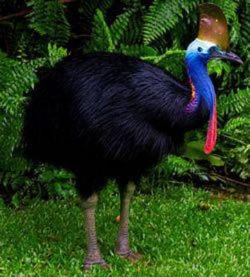 фото отеля Daintree Heritage Lodge Cape Tribulation