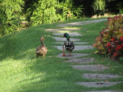 фото отеля Lookout Point Lakeside Inn Bed and Breakfast
