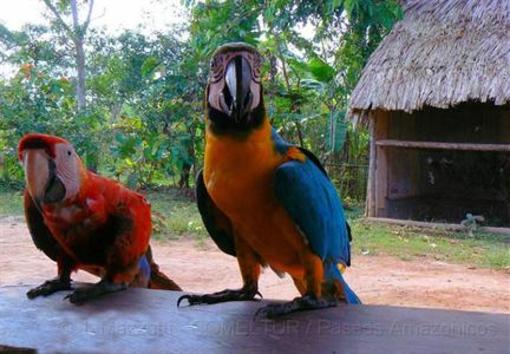 фото отеля Amazonas Sinchay Lodge