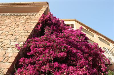 фото отеля Hotel Capo d'Orto Porto (France)