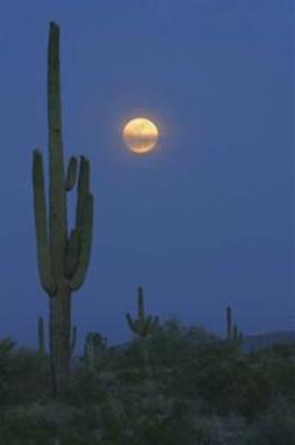 фото отеля Doubletree by Hilton Tucson - Reid Park