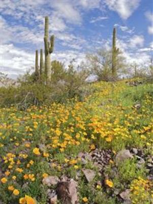 фото отеля Doubletree by Hilton Tucson - Reid Park
