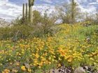 фото отеля Doubletree by Hilton Tucson - Reid Park