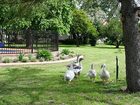 фото отеля Hanericka Farmstay