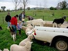 фото отеля Hanericka Farmstay