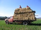 фото отеля Hanericka Farmstay