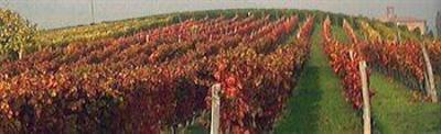 фото отеля Red Wine Camere