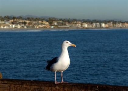 фото отеля Holiday Inn Oceanside Marina