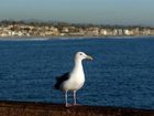 фото отеля Holiday Inn Oceanside Marina