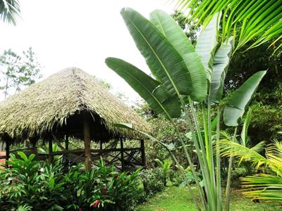 фото отеля Monkey Lodge Panama