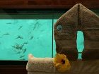 фото отеля InterContinental Thalasso-Spa Bora Bora