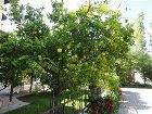фото отеля Beyaz Villas