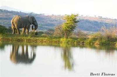 фото отеля Elephant Rock Private Safari Lodge