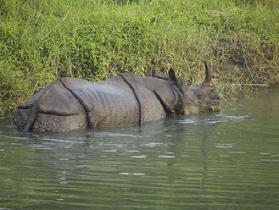 фото отеля Maruni Sanctuary Lodge Chitwan